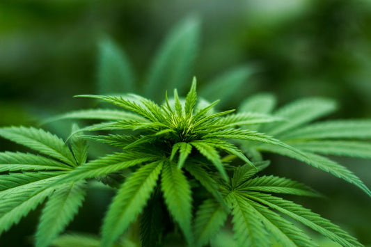 Habeas corpus para cultivo de maconha como conseguir no Brasil
