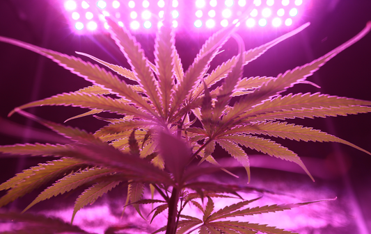 Maconha: o que é verdade e mentira sobre a erva?