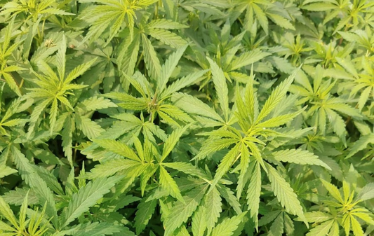 Produção de maconha para fim medicinal: como funciona?