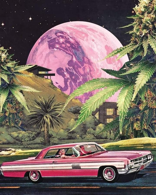 Consumo seguro de cannabis: como evitar riscos?