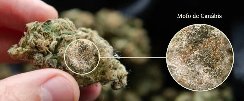 Como saber se sua cannabis está mofada ou contaminada?
