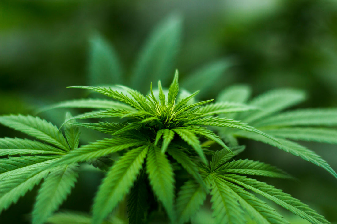 Habeas corpus para cultivo de maconha como conseguir no Brasil