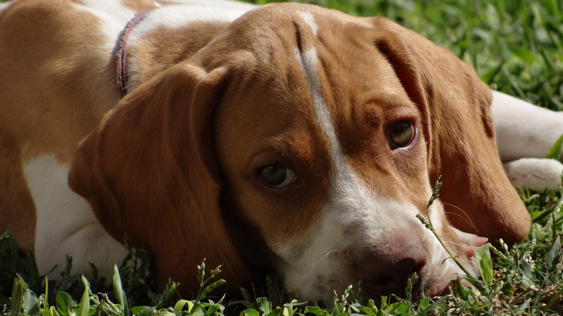 Quais os efeitos do "fumar por tabela" perto dos pets?