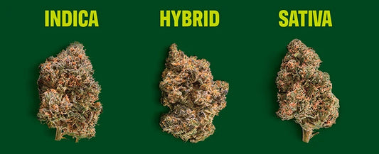 Indica vs Sativa vs Híbrida: essa diferença ainda importa?