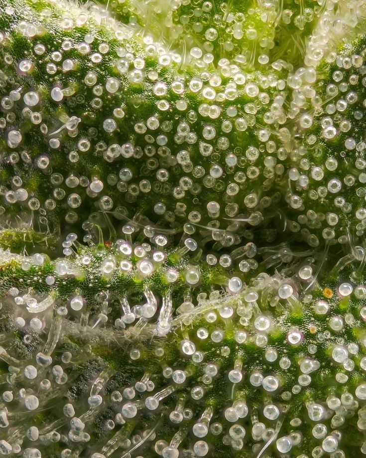 Mercado de cannabis: como está movimentando o Brasil?
