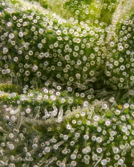 Extrato de cannabis: o que é e para que serve?