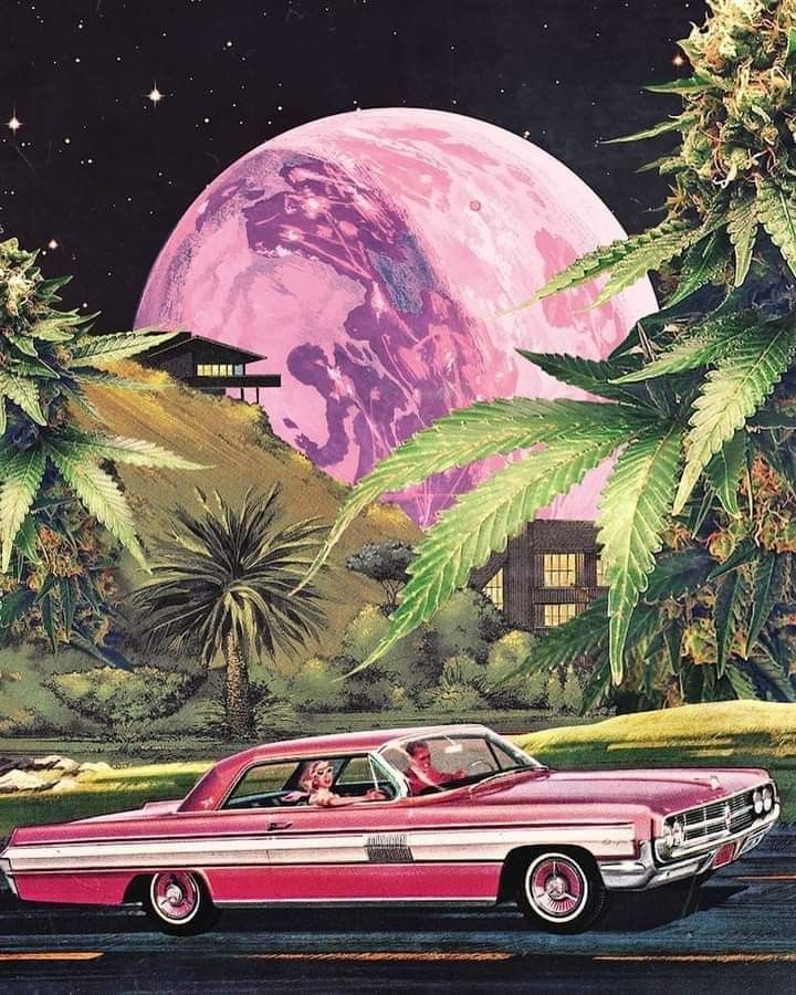 Consumo seguro de cannabis: como evitar riscos?