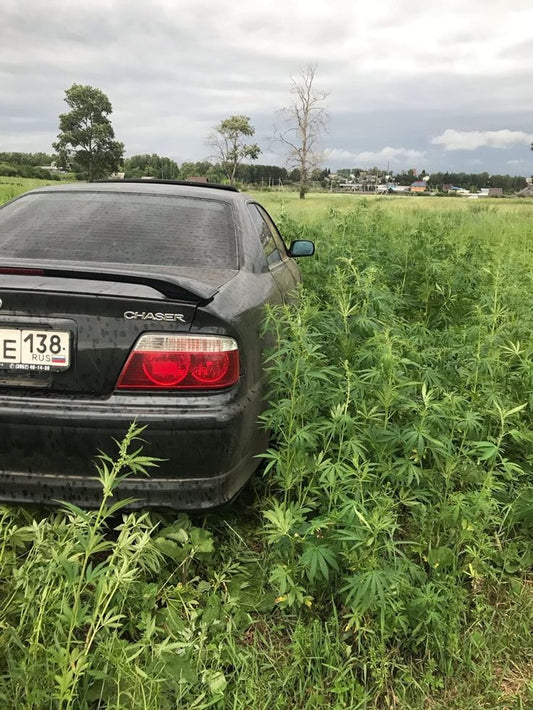 Qual a diferença entre descriminalização e legalização da maconha?