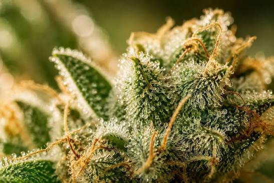 O que são Terpenos?